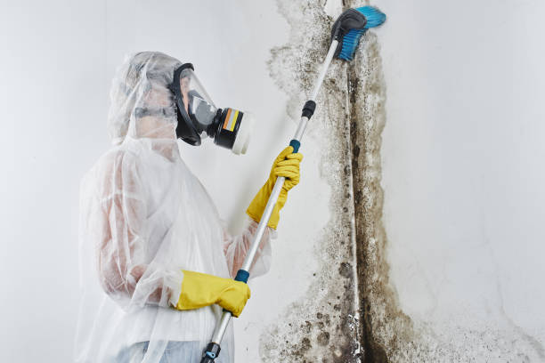 Best Office Mold Removal Services  in Louisburg, NC