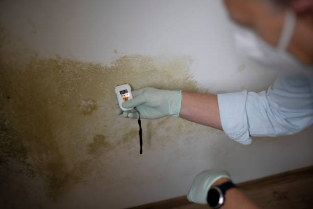 Best Black Mold Removal  in Louisburg, NC