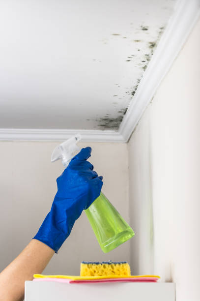 Best Emergency Mold Removal  in Louisburg, NC